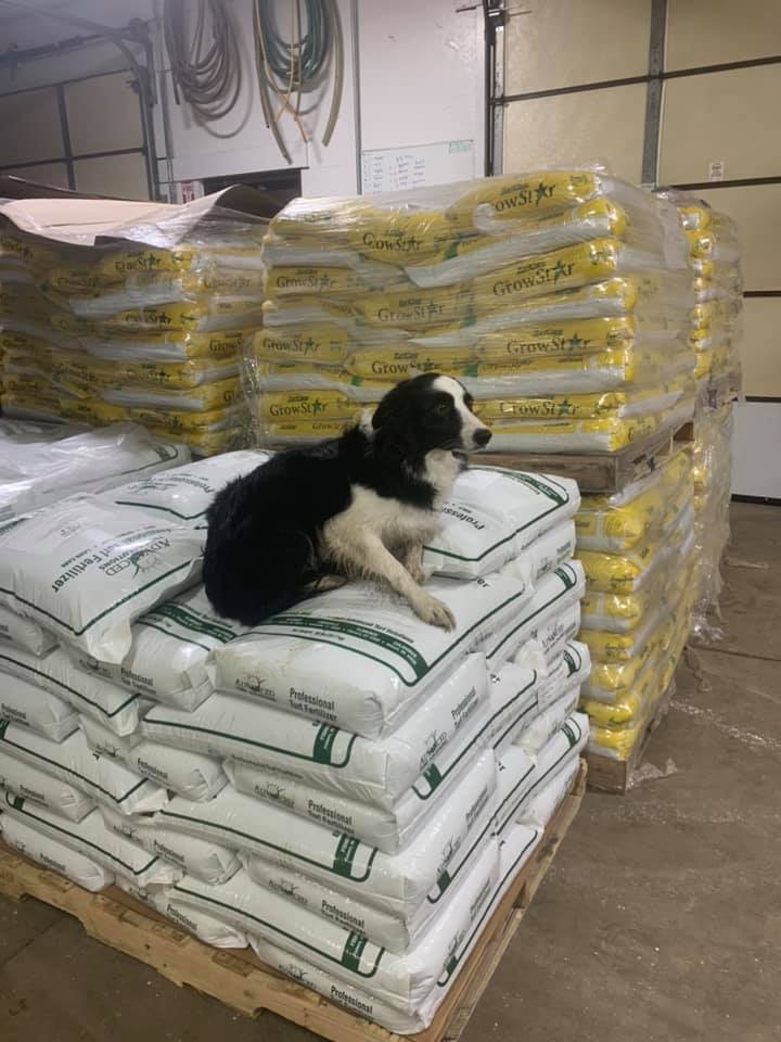 dog laying on top of a pile of seeding