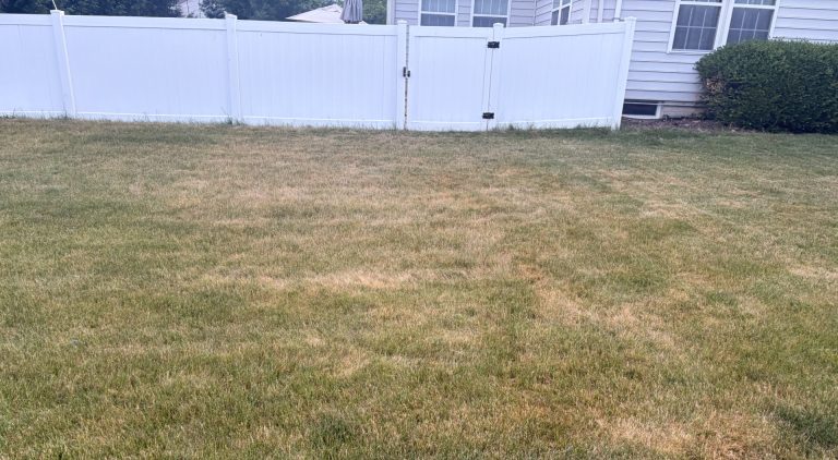 lawn heat stress